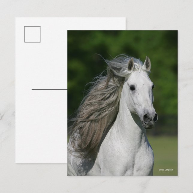 Cartão Postal Bob Langrish | Cinza Andalucian Stallion Captura (Frente/Verso)