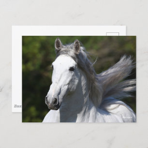 Cartão Postal Bob Langrish Cinza Andalucian Stallion Captura