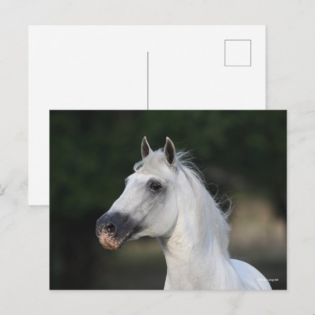 Cartão Postal Bob Langrish | Cinza Andalucian Stallion Captura 6 (Frente/Verso)