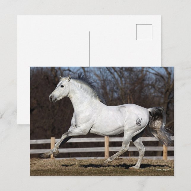 Cartão Postal Bob Langrish | Cinza Andalucian Stallion Running (Frente/Verso)