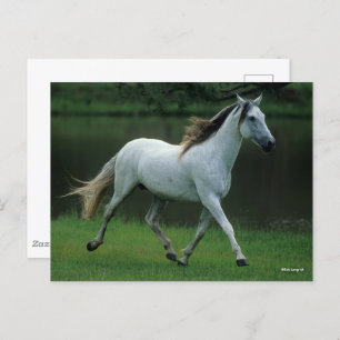 Cartão Postal Bob Langrish Cinza Andalucian Stallion Running