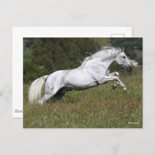 Cartão Postal Bob Langrish Cinza Andaluciana Pulando Pela Grama