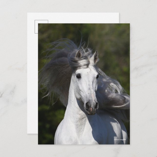 Cartão Postal Bob Langrish Cinza Andaluciano com o título Mane F (Frente/Verso)