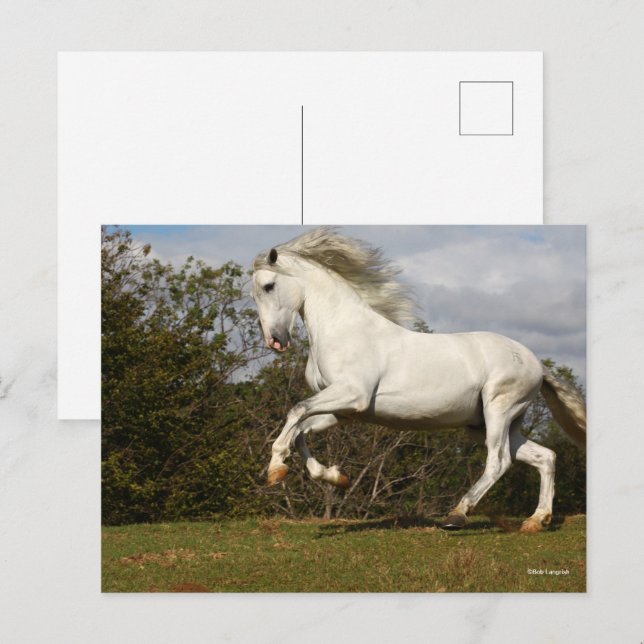 Cartão Postal Bob Langrish | Cinza Andaluciano Leapão (Frente/Verso)