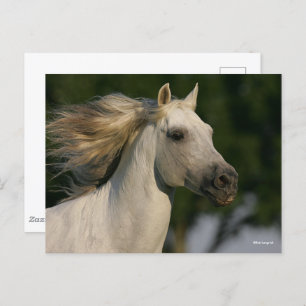 Cartão Postal Bob Langrish Cinza Andaluciano Mane Fluindo