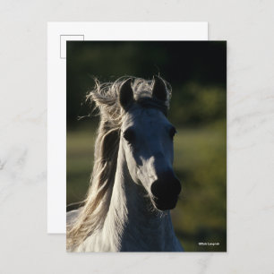 Cartão Postal Bob Langrish   Cinza Andaluzia com iluminação tras