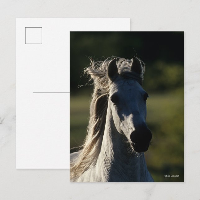 Cartão Postal Bob Langrish | Cinza Andaluzia com iluminação tras (Frente/Verso)
