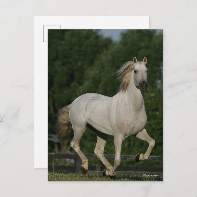 Cartão Postal Bob Langrish | Cinza Andaluzia em Execução (Frente/Verso)