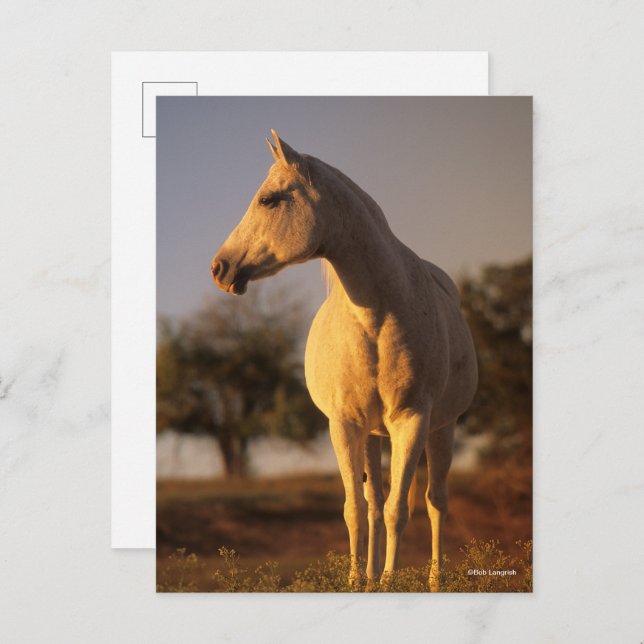 Cartão Postal Bob Langrish | Cinza árabe (Frente/Verso)