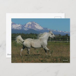 Cartão Postal Bob Langrish Cinza árabe correndo montanha em segu