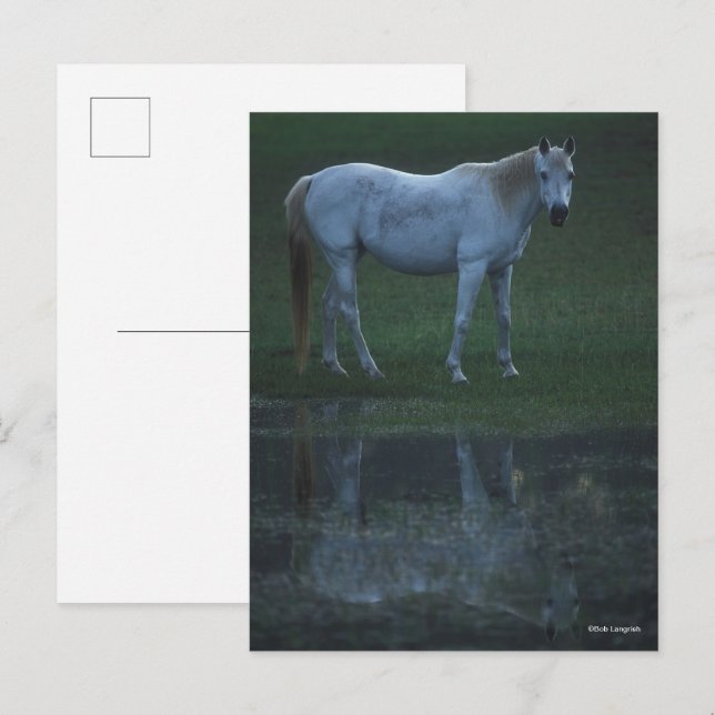 Cartão Postal Bob Langrish Cinza Árabe Em Pão Refletido (Frente/Verso)