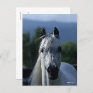 Cartão Postal Bob Langrish Cinza Árabe Stallion Em Posição