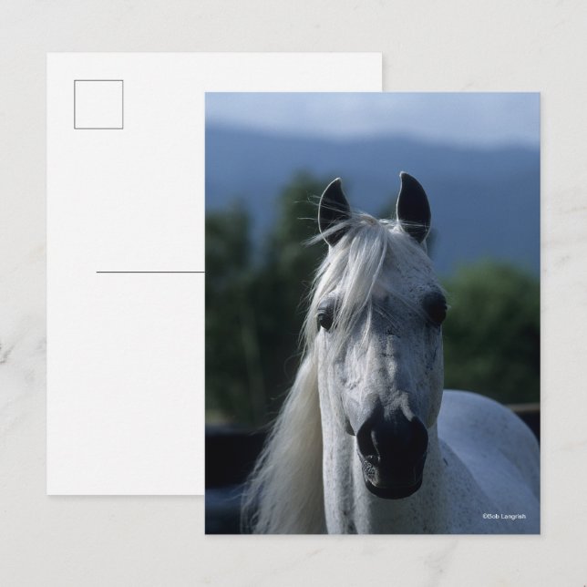 Cartão Postal Bob Langrish Cinza Árabe Stallion Em Posição (Frente/Verso)