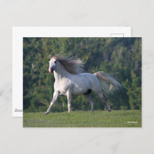 Cartão Postal Bob Langrish Cinza Lusitano Stallion Running