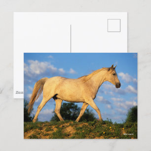 Cartão Postal Bob Langrish   Cinzas árabes a passear