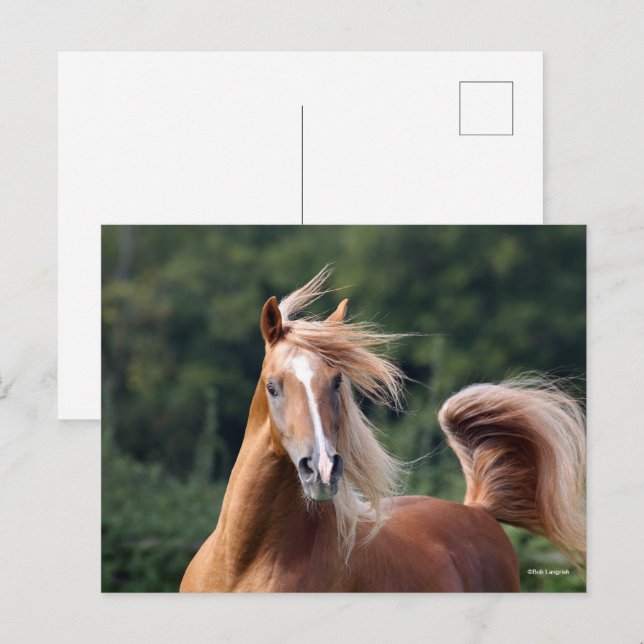 Cartão Postal Bob Langrish | Coluna Árabe de Castanheiro (Frente/Verso)