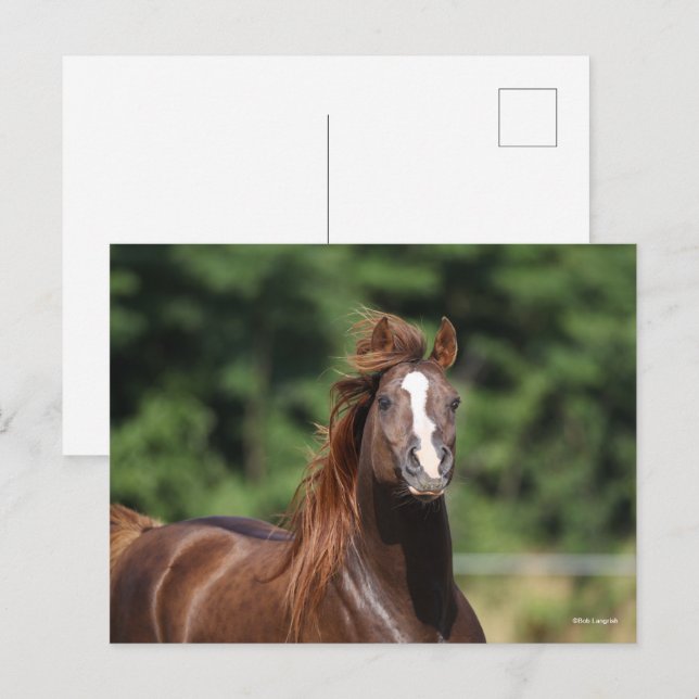 Cartão Postal Bob Langrish | Coluna Árabe de Castanheiro (Frente/Verso)