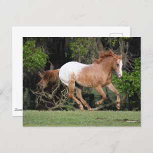 Cartão Postal Bob Langrish Corrente Appaloosa