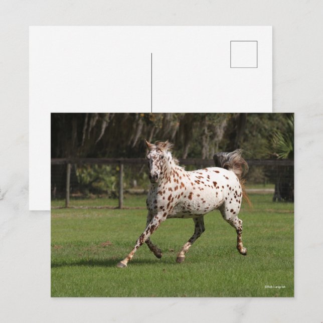 Cartão Postal Bob Langrish | Corrente Appaloosa (Frente/Verso)