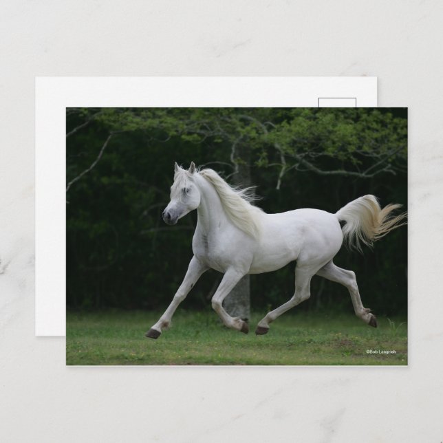 Cartão Postal Bob Langrish | Corrente Árabe Cinza (Frente/Verso)