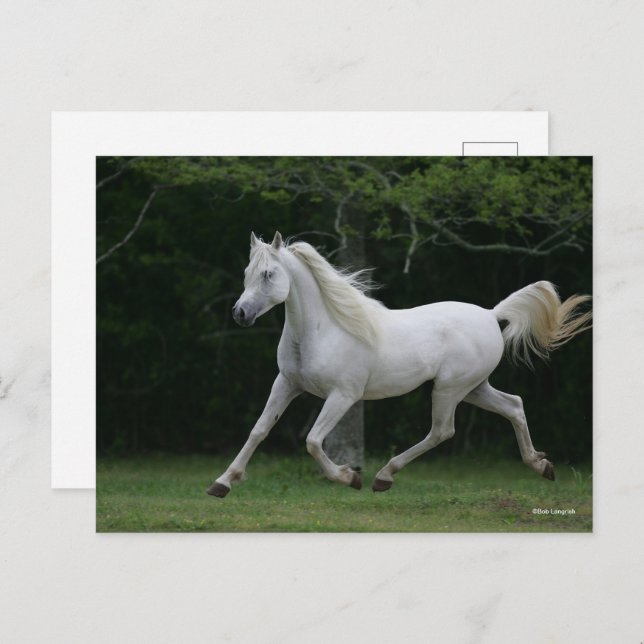 Cartão Postal Bob Langrish | Corrente Árabe Cinza (Frente/Verso)