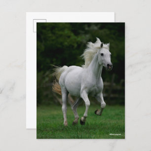 Cartão Postal Bob Langrish Corrente Árabe Cinza