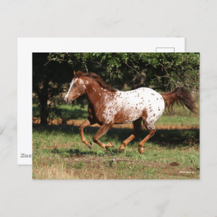 Cartão Postal Bob Langrish Corrente de Cavalo Appaloosa