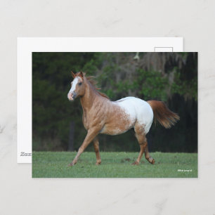 Cartão Postal Bob Langrish   Corrente de Cavalo Appaloosa