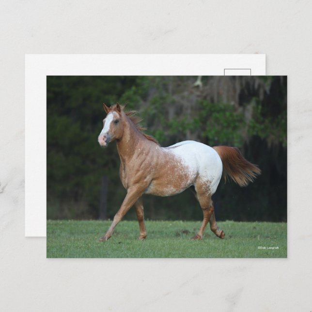Cartão Postal Bob Langrish | Corrente de Cavalo Appaloosa (Frente/Verso)