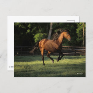 Cartão Postal Bob Langrish Corrente de cavalos da baía andaluc