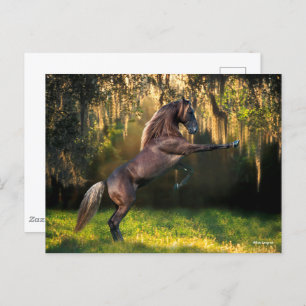 Cartão Postal Bob Langrish Criação de Cavalos de Montanha Roch