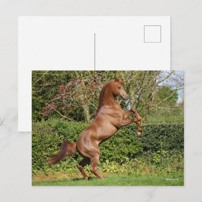 Cartão Postal Bob Langrish | Criação do Estalão Árabe de Castanh (Frente/Verso)