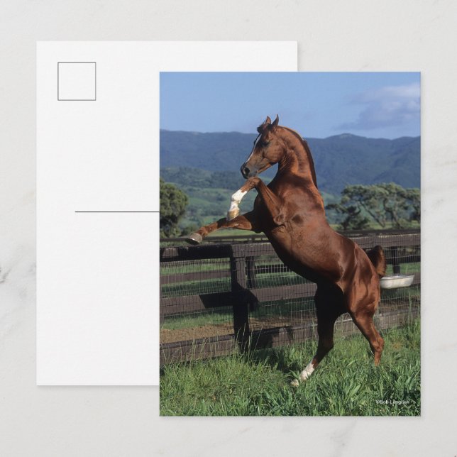 Cartão Postal Bob Langrish | Criação do Estalão Árabe de Castanh (Frente/Verso)