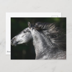 Cartão Postal Bob Langrish Dapple Grey Andalucian headshot