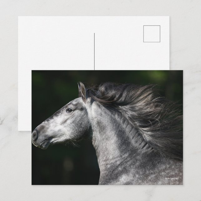 Cartão Postal Bob Langrish | Dapple Grey Andalucian headshot (Frente/Verso)