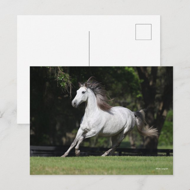 Cartão Postal Bob Langrish | Dapple Grey Andalucian Running (Frente/Verso)