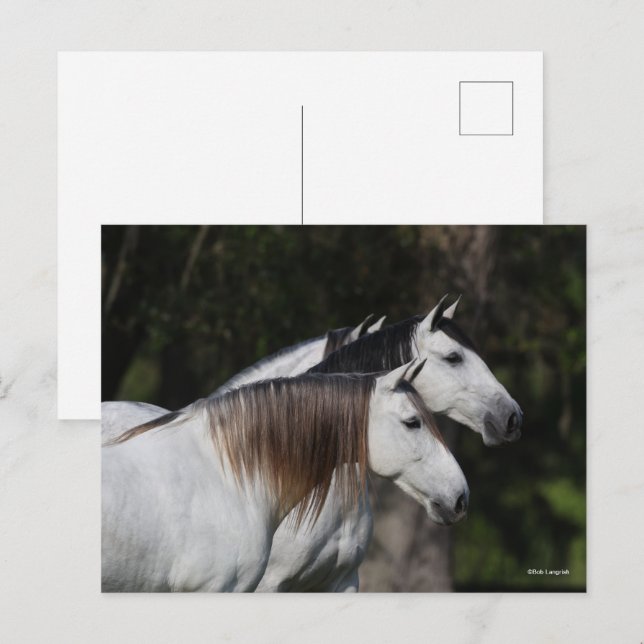 Cartão Postal Bob Langrish | Dois Andaluianos Juntos (Frente/Verso)