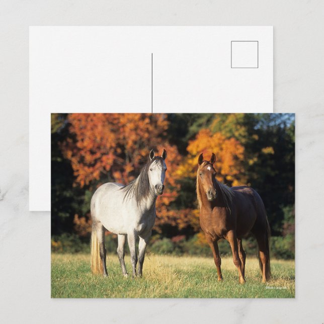 Cartão Postal Bob Langrish Dois Árabes em campo (Frente/Verso)