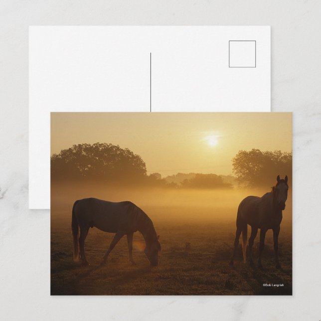 Cartão Postal Bob Langrish Dois Árabes Em Mist No Sunrise (Frente/Verso)