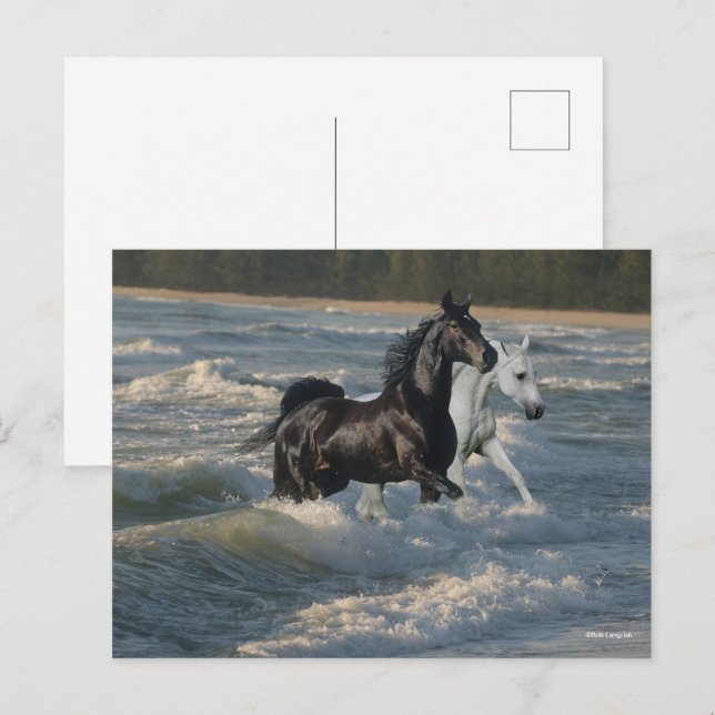Cartão Postal Bob Langrish | Dois Cavalos Árabes Que Andam No Ma (Frente/Verso)
