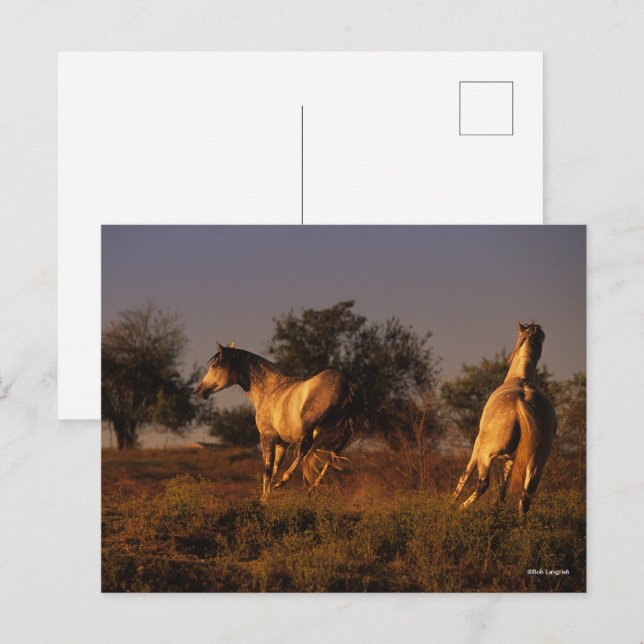 Cartão Postal Bob Langrish | Dois Cavalos Correndo Ao Sol (Frente/Verso)