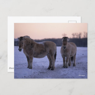 Cartão Postal Bob Langrish Dois Cavalos De Fjoro Em Neve