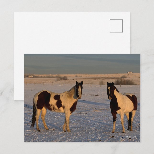 Cartão Postal Bob Langrish | Dois Cavalos De Tinta Na Neve (Frente/Verso)
