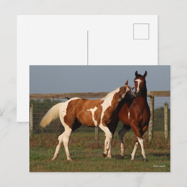 Cartão Postal Bob Langrish | Dois Cavalos De Tintas A Brincar Ju (Frente/Verso)