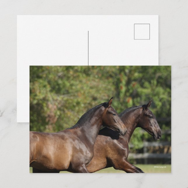 Cartão Postal Bob Langrish | Dois Cavalos Marrom andalucianos Co (Frente/Verso)