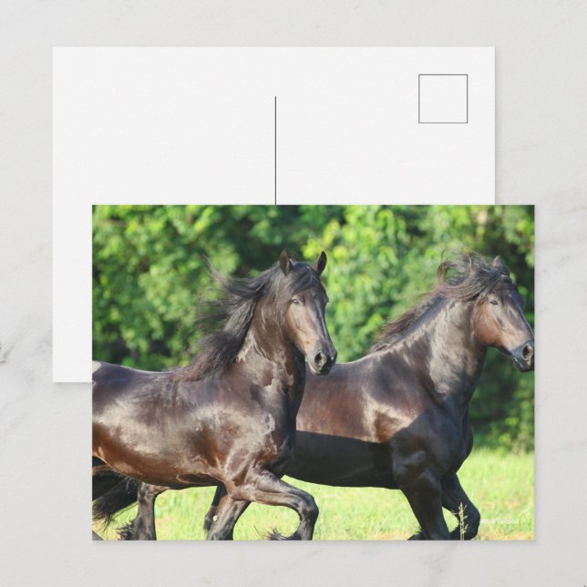 Cartão Postal Bob Langrish | Dois Friesianos Juntos (Frente/Verso)