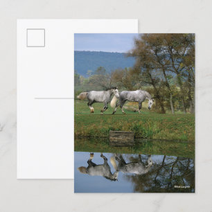 Cartão Postal Bob Langrish   Dois Juntos De Warmbloods Por Lago