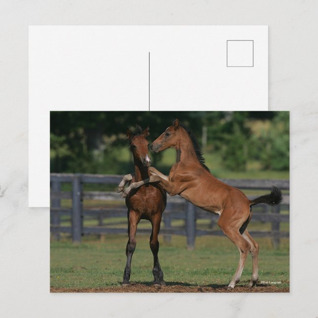 Cartão Postal Bob Langrish | Dois Morgan Foals tocando (Frente/Verso)