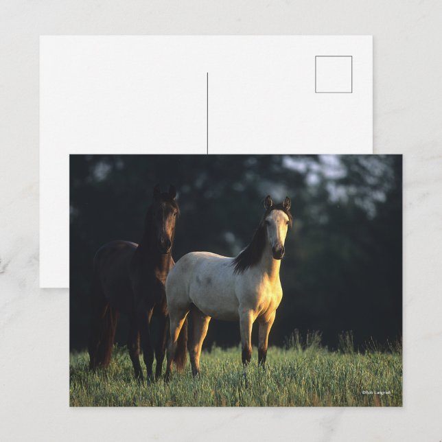 Cartão Postal Bob Langrish | Dois Mustangs Kiger Permanentes (Frente/Verso)