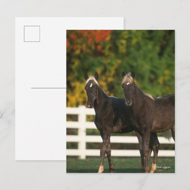 Cartão Postal Bob Langrish | Dois Pés De Montanha Rochosa Em Pé (Frente/Verso)